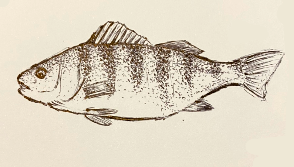 big perch sketch.png